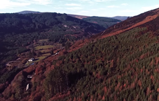 Connect to Ireland this St. Patrick's Day by planting an Irish Heritage Tree
