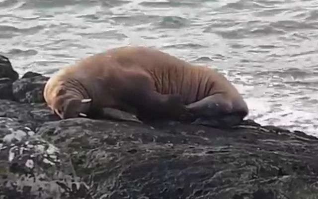 Kevin Flannery of Dingle Oceanworld Aquarium said that it was the first confirmed sighting of a walrus in Irish waters. 
