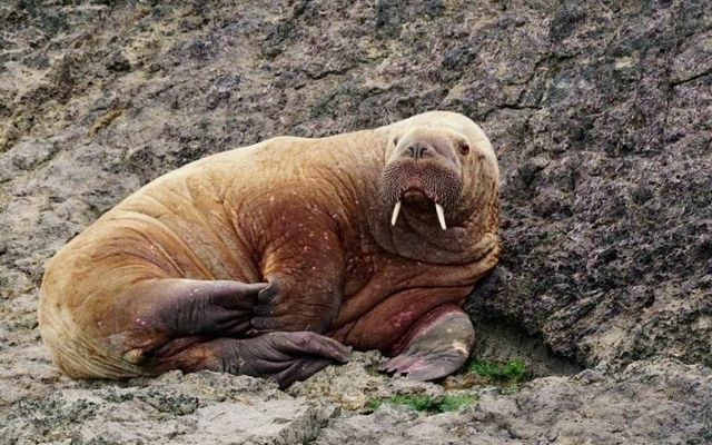 The walrus was spotted in South Pembrokeshire on Saturday morning. 