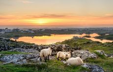 IrishCentral launches unique endeavors for their loyal readers