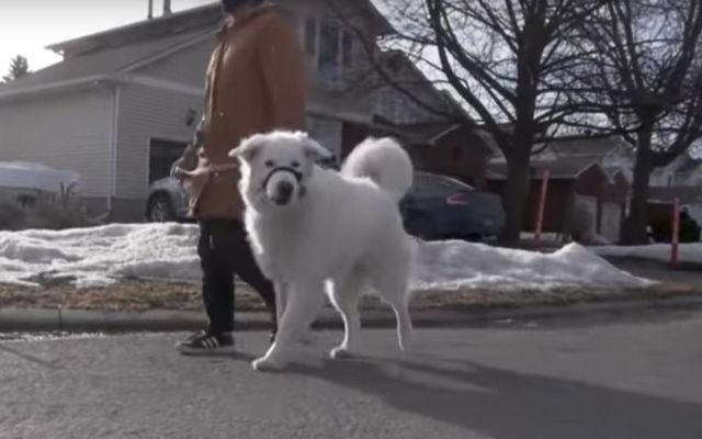 Hero dog Clover flagged down a car to help her owner who was having a seizure.