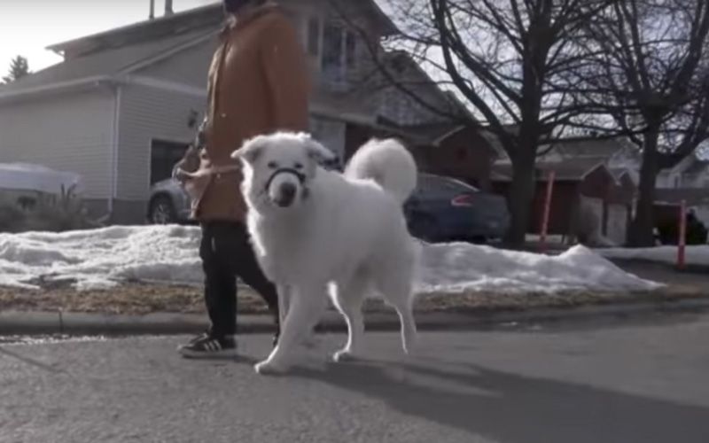 Hero dog saves owner having seizure by stopping traffic