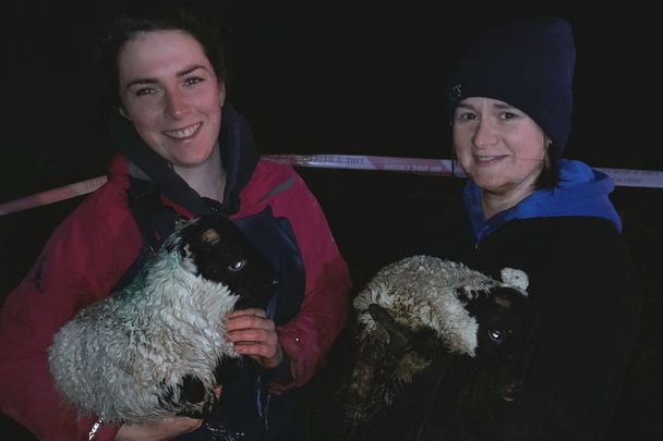 The missing lambs reunited with their grateful owners