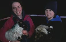 Northern Irish lambs rescued from mine shaft after three days missing