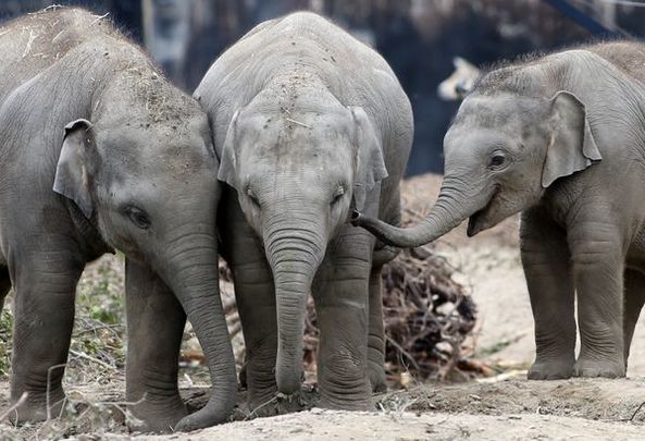 Elephants are one of the many animals you can find in Dublin Zoo