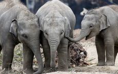 Zoo Lover's Day! Here are some facts about Dublin Zoo