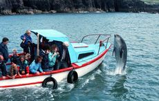 The return of Fungie? Dolphin sighting in Co Cork brings hope