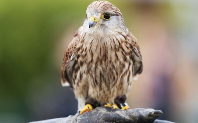 The kestrel was one of 23 bird species in Ireland to be added to BirdWatch Ireland\'s \"red list\". 