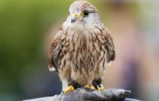 More endangered bird species in Ireland than ever, study finds