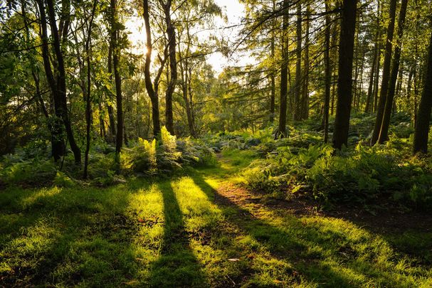 IrishCentral is planting 12,000 native Irish trees at a stunning location in Tipperary