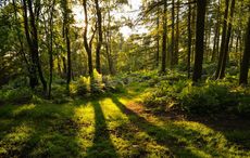 Play your part on Earth Day by planting an Irish Heritage Tree