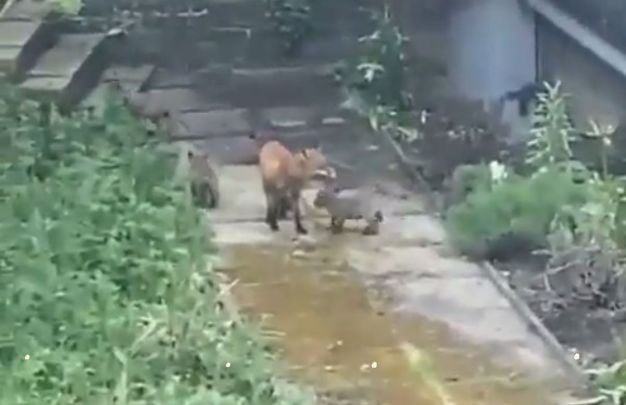 Sam the Trinity College Dublin fox and her five cubs 