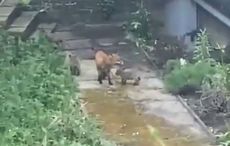 WATCH: Sam the Trinity College Dublin fox spotted with her five newborns on campus