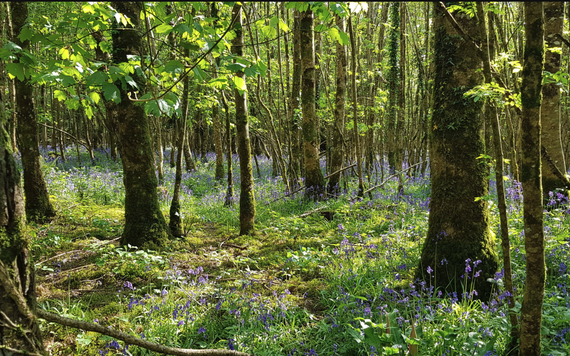 Arbor Day celebrates the planting of trees on April 30 