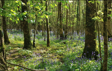 Celebrate Arbor Day by planting an Irish Heritage Tree 