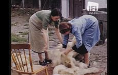 WATCH: Amazing color footage of life in Killarney 75 years ago
