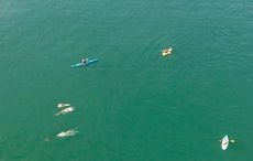 WATCH: Mind-blowing aerial footage of dolphins playing with kayakers in Co Cork