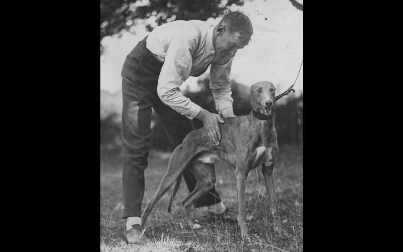 Mick the Miller: The most successful greyhound of all time