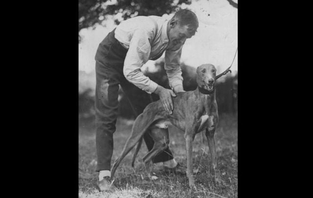 Circa 1930: Greyhound \'Mick The Miller \' receiving a massage at kennels at Walton on Thames.