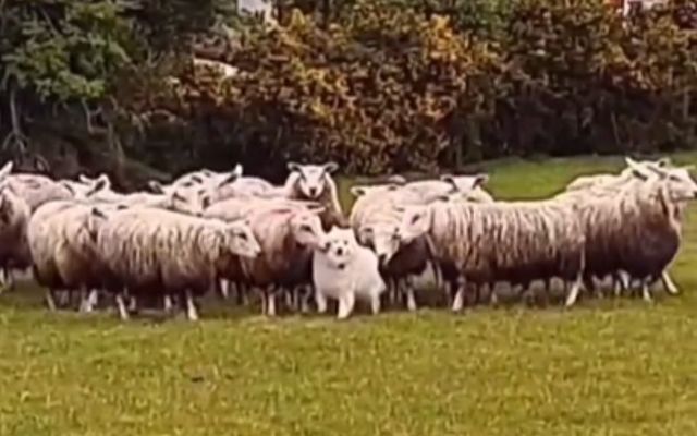 Follow the leader? Irish pup Teddy frolicking with his new flock of sheep in Co Kerry!