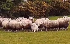 WATCH: Adorable pup caught flocking around with sheep in Co Kerry