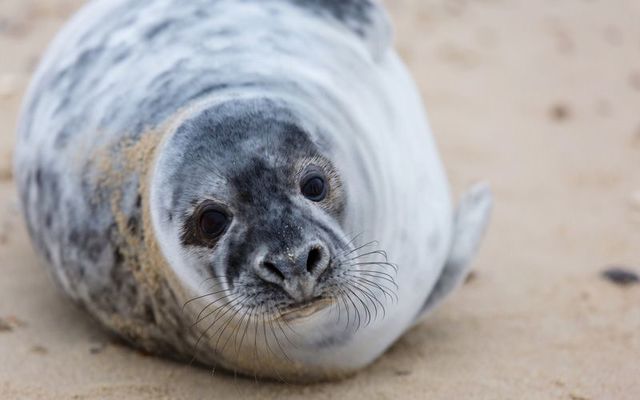 Grey seal pup. (Stock photo)
