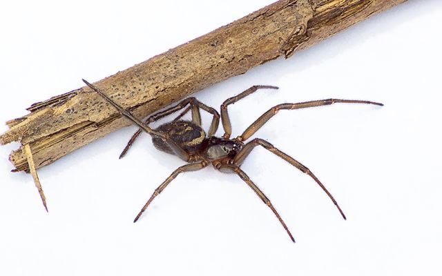 The Noble False Widow is one of the most common spiders in some Irish urban settings. 