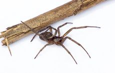 Venomous spider bites on the rise in Ireland, study says