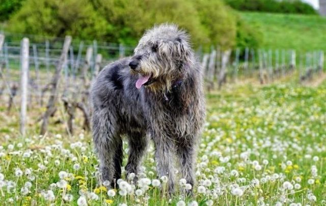 Did you know the Irish for dog is madra?