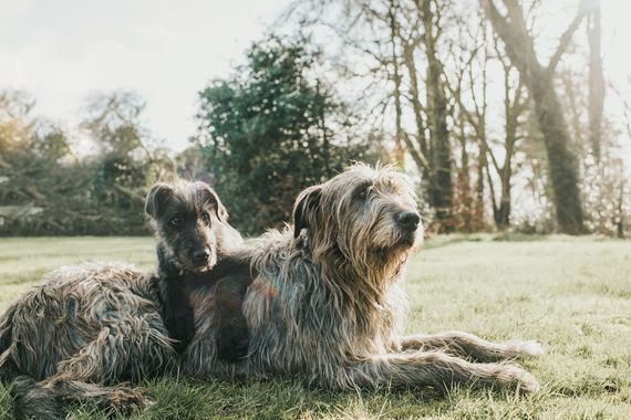 Did you know the Irish for dog is madra?