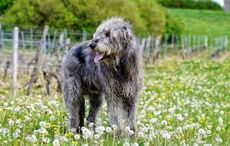 Learn Irish! How many of these animals do you know as Gaeilge?