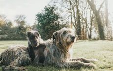 Learn Irish! How many of these animals do you know as Gaeilge?