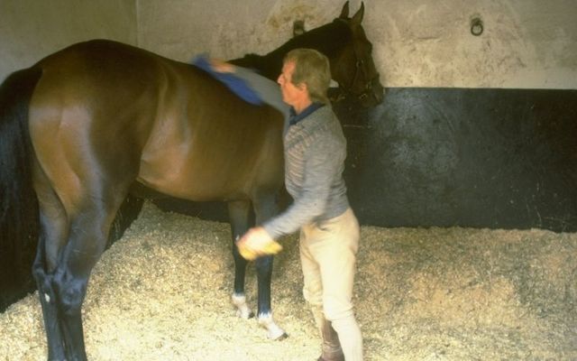 Shergar in 1980.