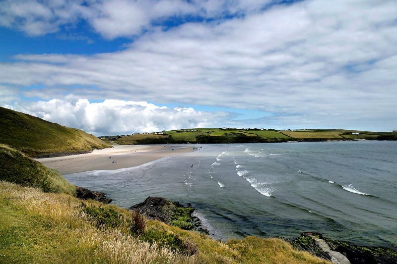 The Clonakilty cowbird