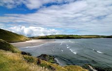 The Clonakilty cowbird