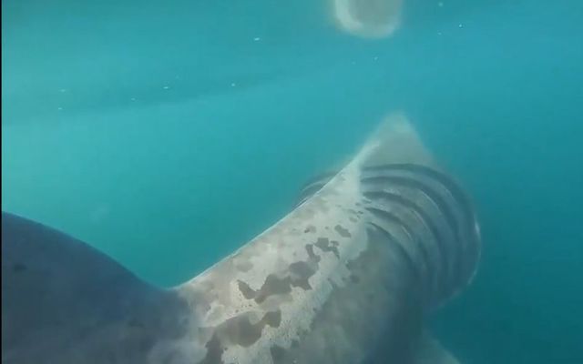 A basking shark off the coast of Clare in 2020. 