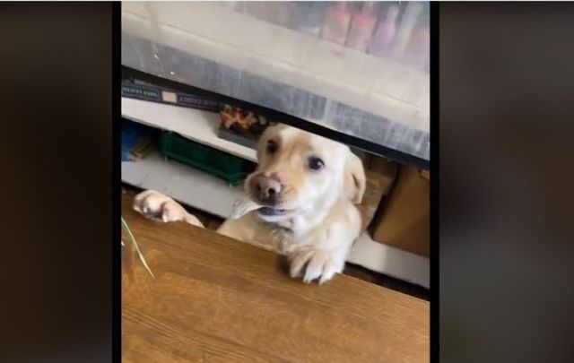 Belle the Golden Labrador hard at work in her shop in Co Meath.