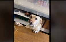 WATCH: Adorable Golden Lab works as cashier in Co Meath