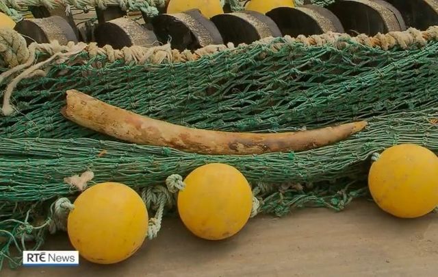 The elephant tusk that was netted by the Cun Na Mara trawler off the coast of Co Kerry.