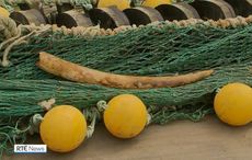 Elephant tusk found off Kerry coast may have come from sunken slave ship