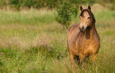  Connemara Heartlands Gaeltacht, Galway