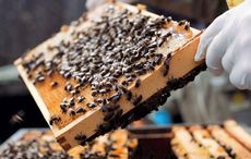 Beekeeping, lace making, Wren's Day - Eight of Ireland's cultural practices get state recognition