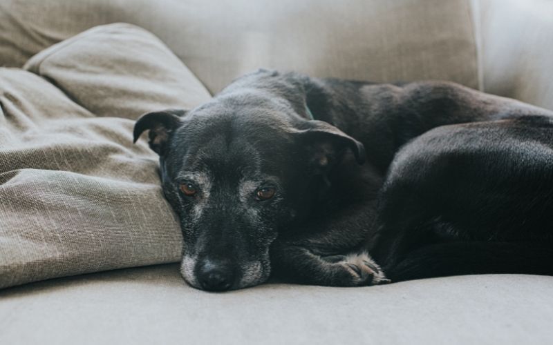 Armagh criminals sentenced for role in "disgusting" dog scam