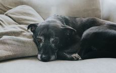 Armagh criminals sentenced for role in "disgusting" dog scam