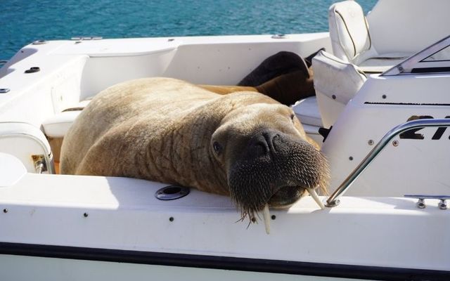 Wally the Walrus was spotted in Clonakilty in West Cork