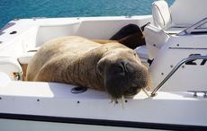Ireland’s new Fungie? Public warned to stay away from Wally the Walrus 