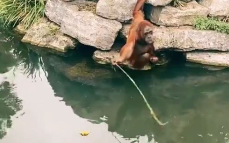 WATCH: Dublin Zoo orangutan goes viral after ripping child's teddy