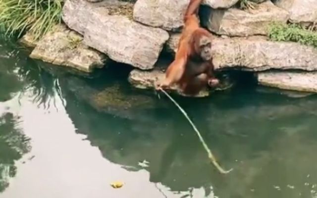 The Orangutan fishes a teddy bear out of the water before ripping it in half.