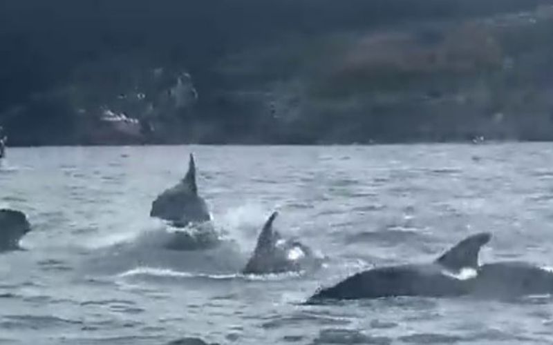 Fungie is that you? Pod of fifty dolphins spotted off West Cork coast 