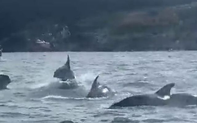 Pod of fifty dolphins was spotted off West Cork coast 